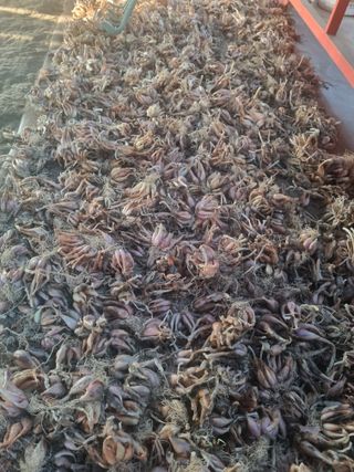 호미대장님의 감자 · 영농일지 작성글 사진