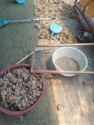 호미대장님의 감자 · 영농일지 작성글 사진