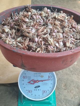 호미대장님의 감자 · 영농일지 작성글 사진