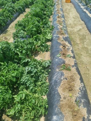 호미대장님의 감자 · 영농일지 작성글 사진