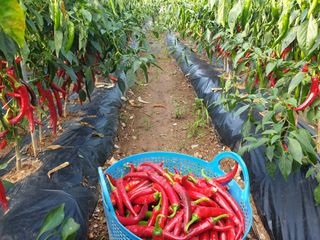 푸른하늘19님의 벼 · 자유게시판 작성글 사진