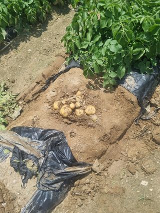 호미대장님의 감자 · 영농일지 작성글 사진