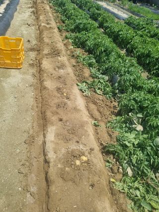 호미대장님의 감자 · 영농일지 작성글 사진