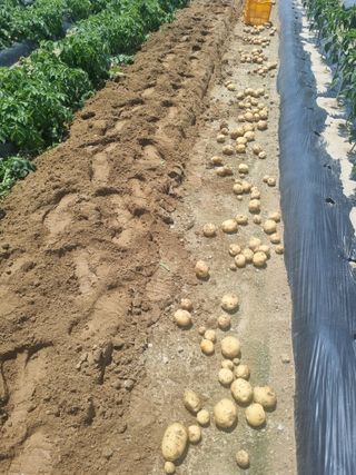 호미대장님의 감자 · 영농일지 작성글 사진