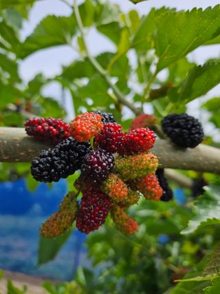신이내린오디 정가네님의 자유주제 · 자유게시판 작성글 사진