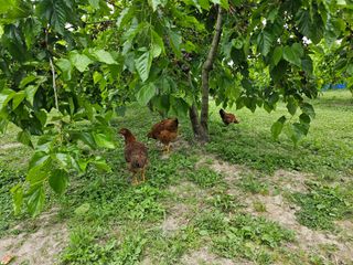 신이내린오디 정가네님의 자유주제 · 자유게시판 작성글 사진