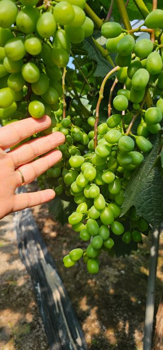 뿌리묘목농원님의 자유주제 · 자유게시판 작성글 사진