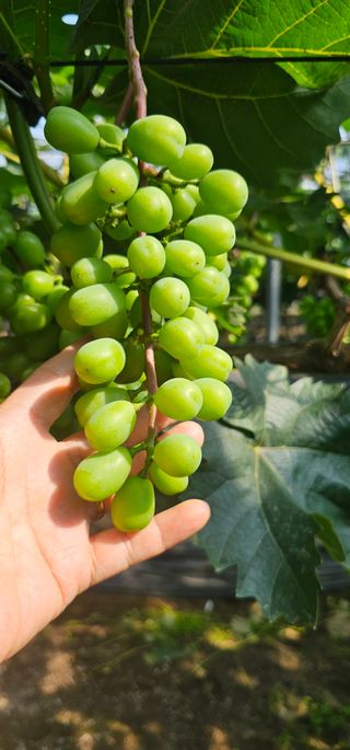 뿌리묘목농원님의 자유주제 · 자유게시판 작성글 사진