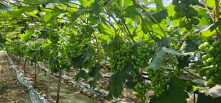 뿌리묘목농원님의 자유주제 · 자유게시판 작성글 사진