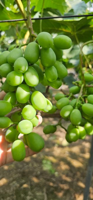 뿌리묘목농원님의 자유주제 · 자유게시판 작성글 사진