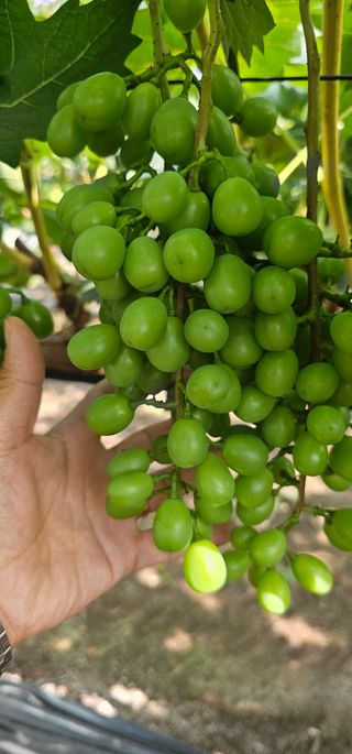 뿌리묘목농원님의 자유주제 · 자유게시판 작성글 사진