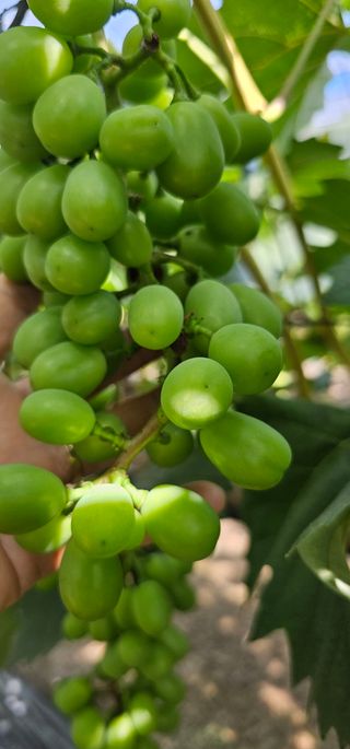 뿌리묘목농원님의 자유주제 · 자유게시판 작성글 사진