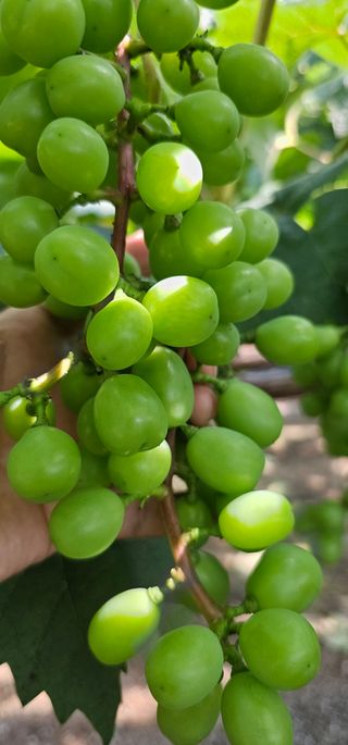 뿌리묘목농원님의 자유주제 · 자유게시판 작성글 사진