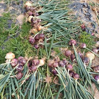 삼성농산님의 양파 · 자유게시판 작성글 사진