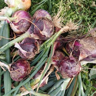 삼성농산님의 양파 · 자유게시판 작성글 사진