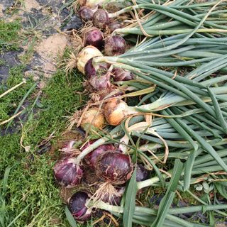 삼성농산님의 양파 · 자유게시판 작성글 사진