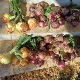 삼성농산님의 양파 · 자유게시판 작성글 사진