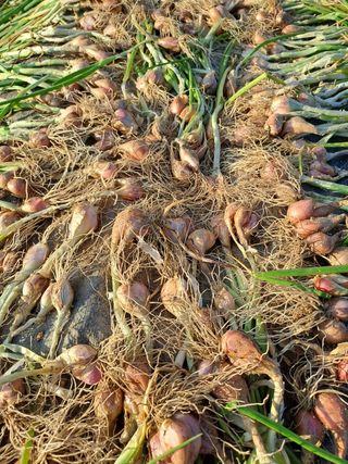 휴민트신님의 파 · 영농일지 작성글 사진