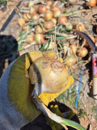 농업드론방제(전북)님의 양파 · 자유게시판 작성글 사진
