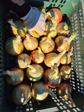 농업드론방제(전북)님의 양파 · 자유게시판 작성글 사진