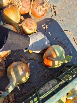 농업드론방제(전북)님의 양파 · 자유게시판 작성글 사진