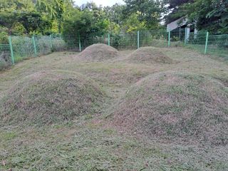 최가박당농부님의 고추 · 병해충상담 작성글 사진