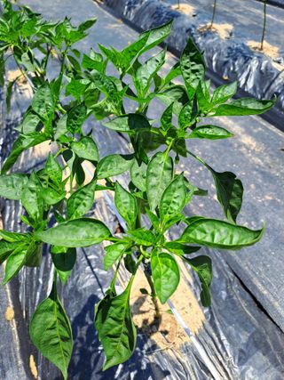 최가박당농부님의 고추 · 병해충상담 작성글 사진