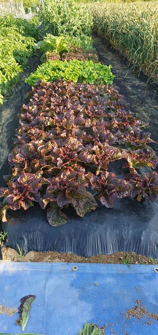 김익중님의 자유주제 · 자유게시판 작성글 사진