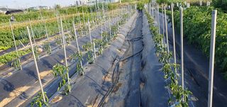 김익중님의 고추 · 병해충상담 작성글 사진