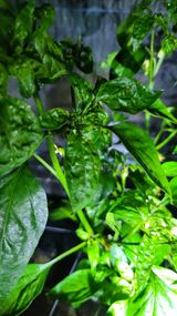 팜모닝 고추·병해충상담 게시글 이미지