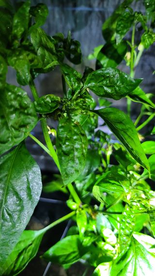 김근우님의 고추 · 병해충상담 작성글 사진