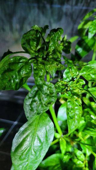 김근우님의 고추 · 병해충상담 작성글 사진