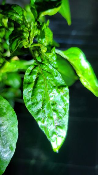 김근우님의 고추 · 병해충상담 작성글 사진