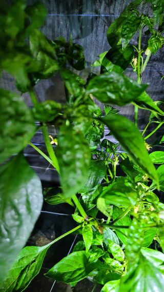 김근우님의 고추 · 병해충상담 작성글 사진