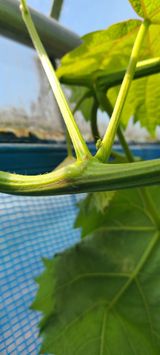 팜모닝 포도·병해충상담 게시글 이미지