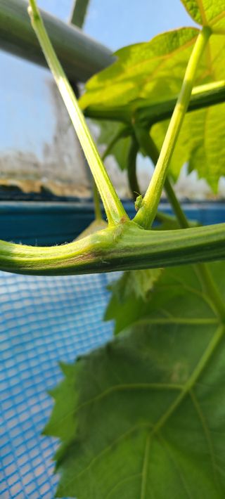 박우형님의 포도 · 병해충상담 작성글 사진