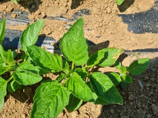정환기님의 참깨 · 병해충상담 작성글 사진