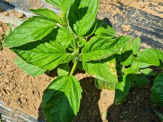 정환기님의 참깨 · 병해충상담 작성글 사진