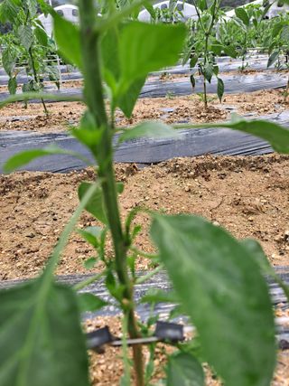 정백영님의 고추 · 영농일지 작성글 사진