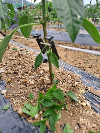 정백영님의 고추 · 영농일지 작성글 사진