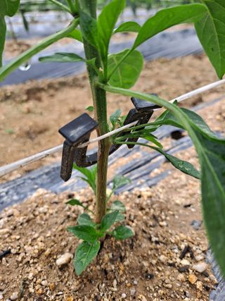 정백영님의 고추 · 영농일지 작성글 사진