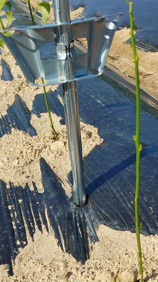 엉뚱한농사꾼임경섭님의 고추 · 영농일지 작성글 사진