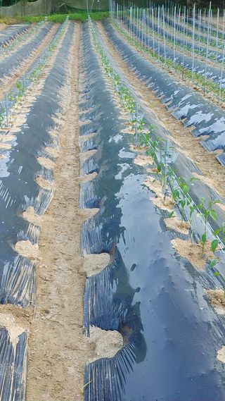 엉뚱한농사꾼임경섭님의 고추 · 영농일지 작성글 사진