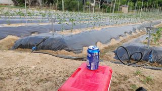 엉뚱한농사꾼임경섭님의 고추 · 영농일지 작성글 사진