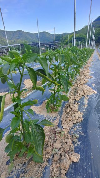 엉뚱한농사꾼임경섭님의 고추 · 영농일지 작성글 사진