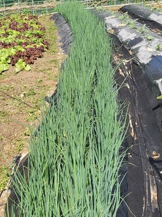 노근술님의 6월 내 작물 자랑하기🌱 · 참여글 작성글 사진