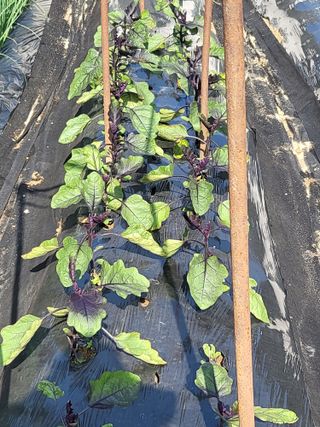 노근술님의 6월 내 작물 자랑하기🌱 · 참여글 작성글 사진