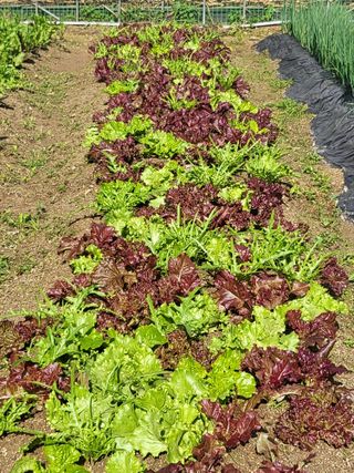 노근술님의 6월 내 작물 자랑하기🌱 · 참여글 작성글 사진