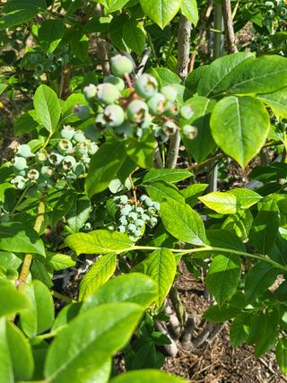 노근술님의 6월 내 작물 자랑하기🌱 · 참여글 작성글 사진