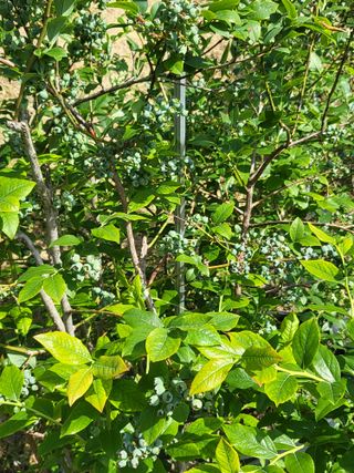 노근술님의 6월 내 작물 자랑하기🌱 · 참여글 작성글 사진